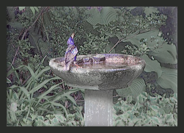 Blue Bird