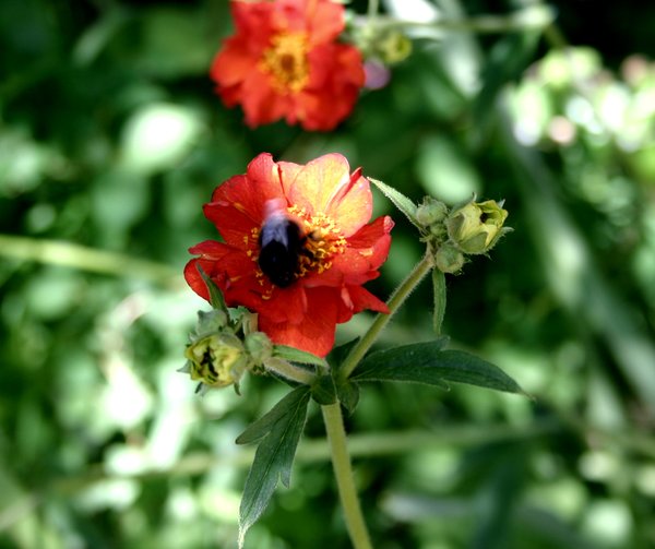 Busy Bee