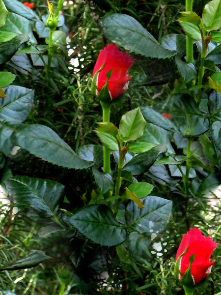 Red Roses (One)