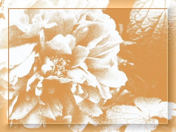 White Pivoine (One)
