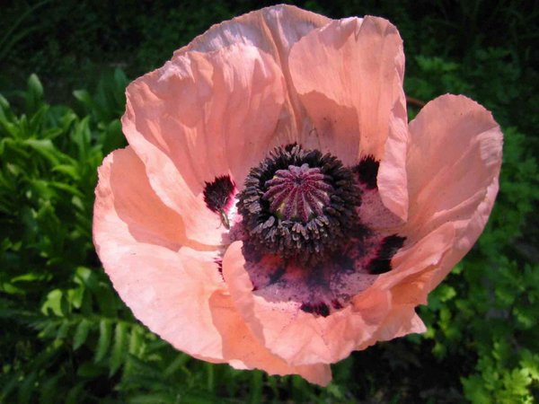 Peachy Poppy