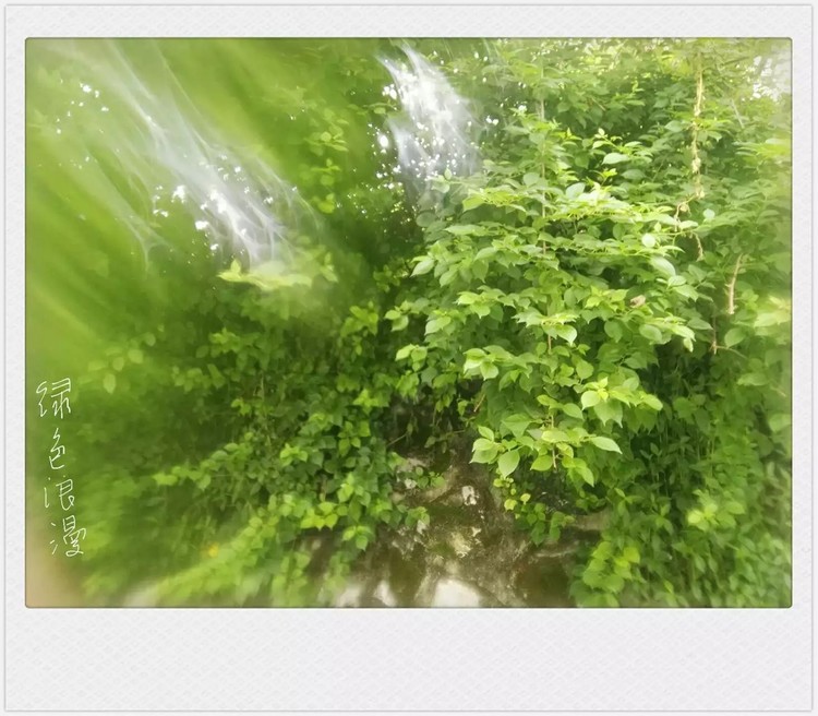Green Dream