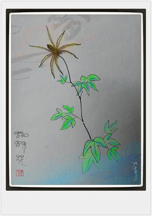 Spider Flower