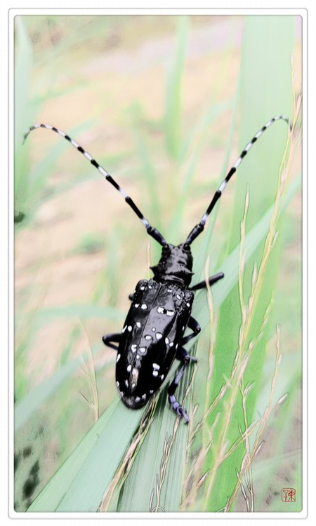 Long Antennas