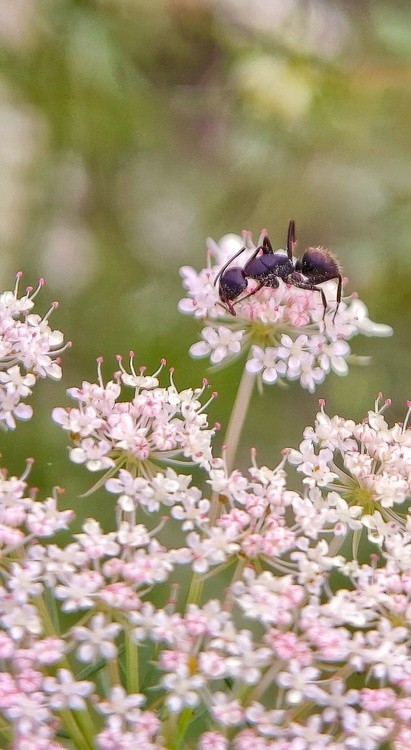 a lonely ant
