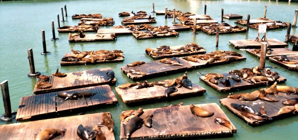 Sea Lions