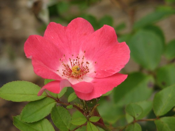 Red Blossom