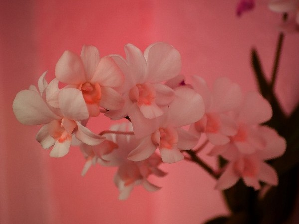 Untitled (Floral)