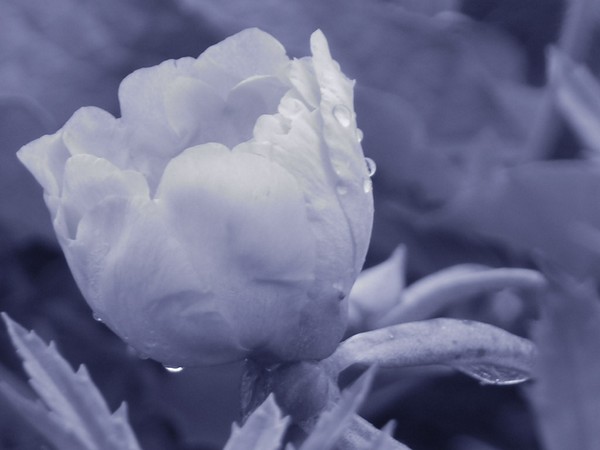 rain drops