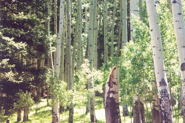 Aspens