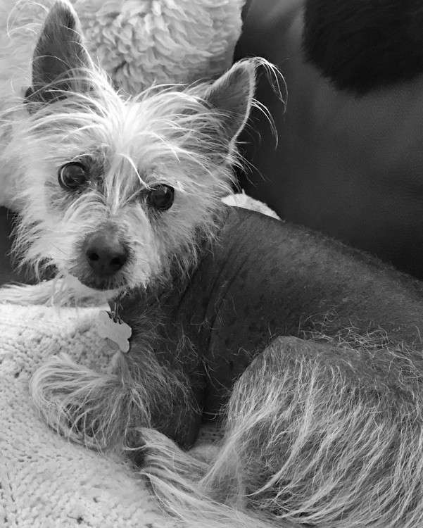 Chinese Crested