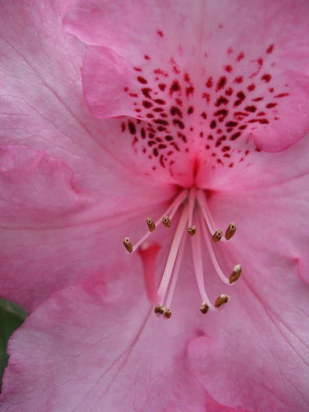 Pink Bloom ...................