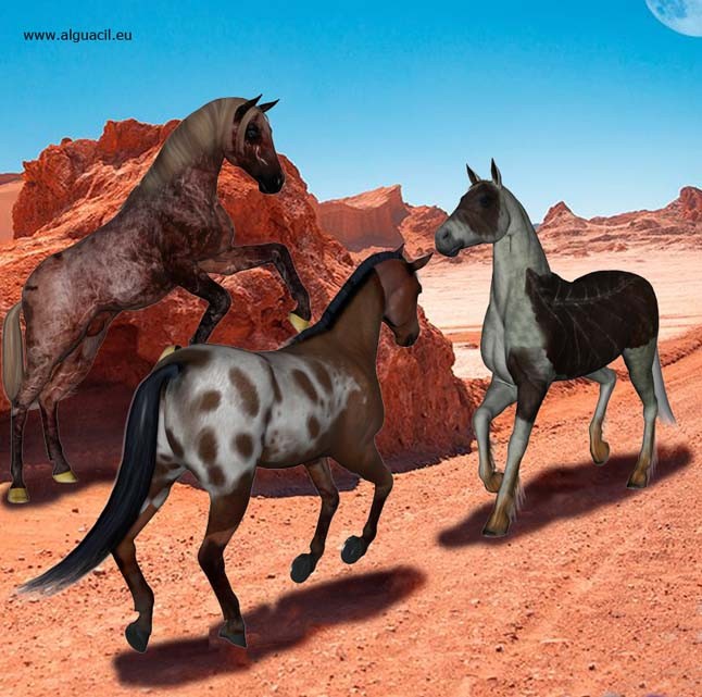Horses