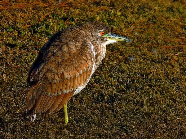 Green Heron