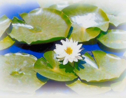 WATERLILY Print