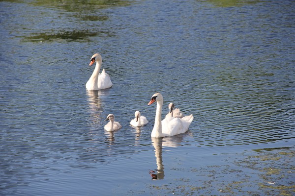 Mama Leading cygnets/swanlings over to me