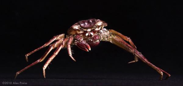 Crab: A Portrait