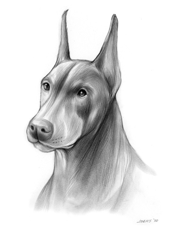 Doberman 25NOV20