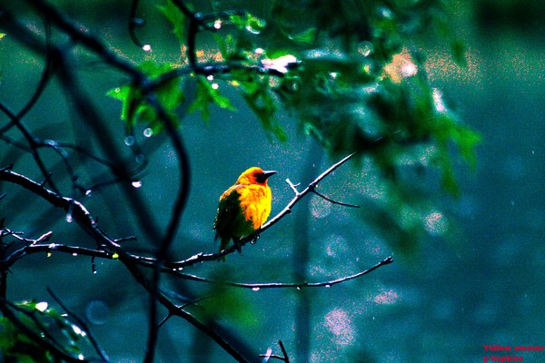 Yellow weaver