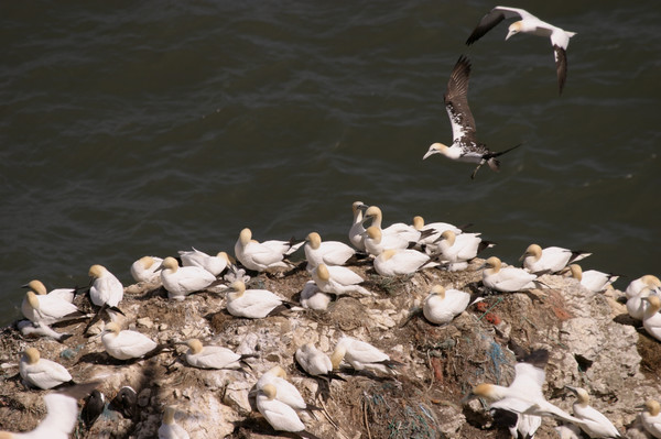 Gannets on Cliffs