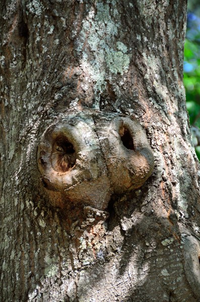 Tree Knot