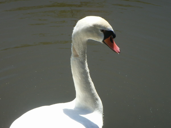 A Swan