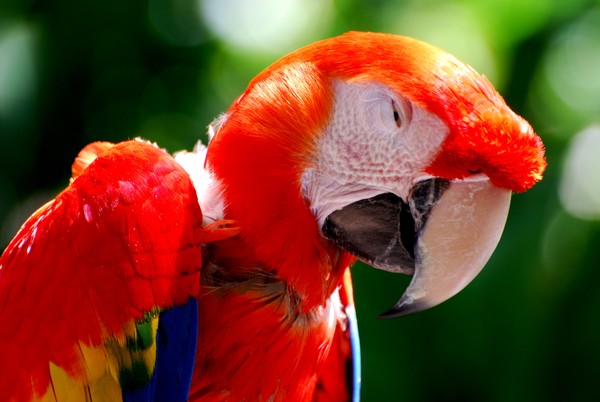 Dozing Mccaw