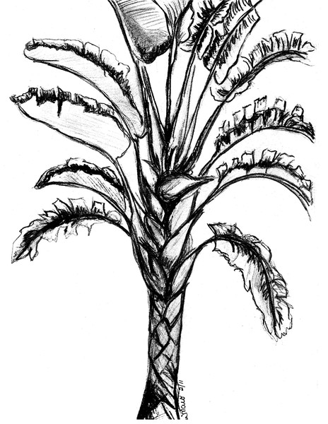 Bird of Pardise
