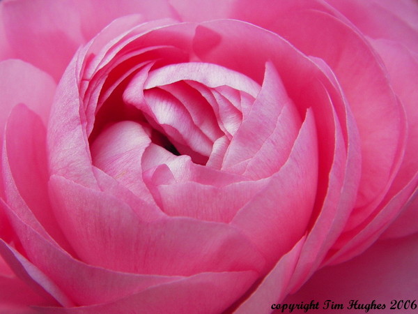 'Pink'