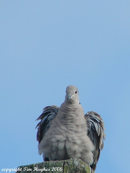 'Angel Wings'