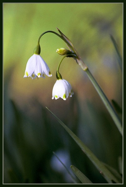 Lilly of the Valley