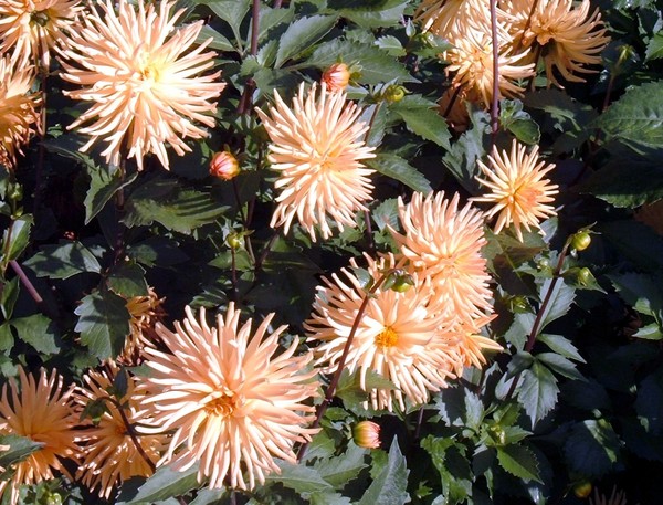 Apricot Dahlias