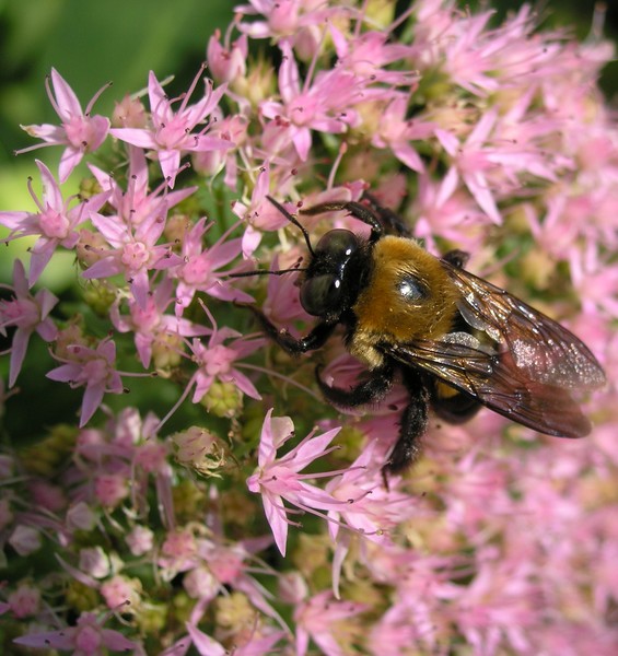 Bumble Bee