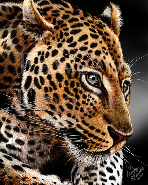 Leopard