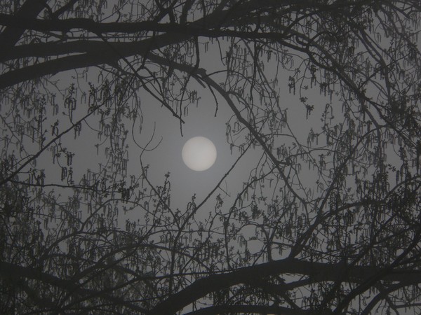 SUN THROUGH THE FOG