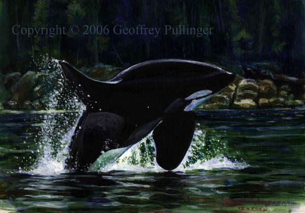 Orca off Vancouver Island