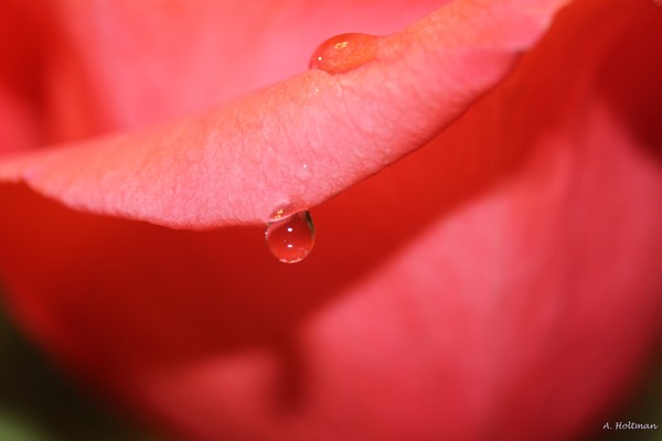 Nature's Tears