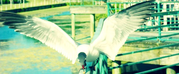 Sea Gull