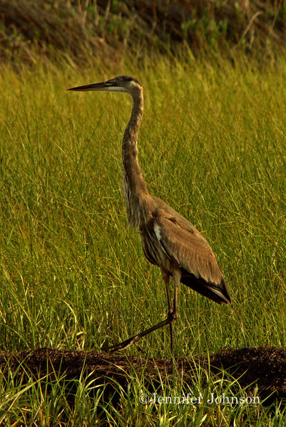 Walking Tall