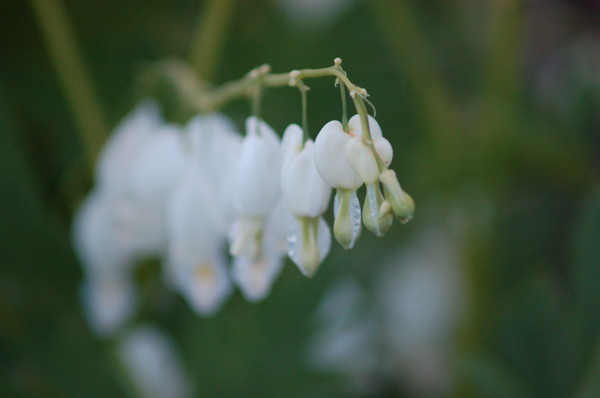 Bleeding Heart