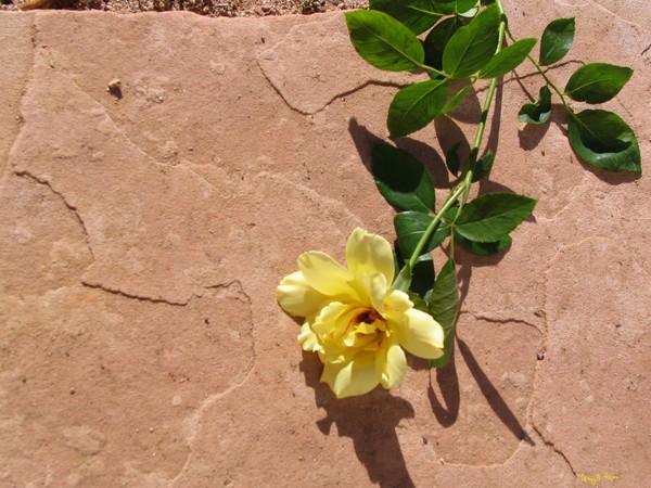 The Stone and the Rose