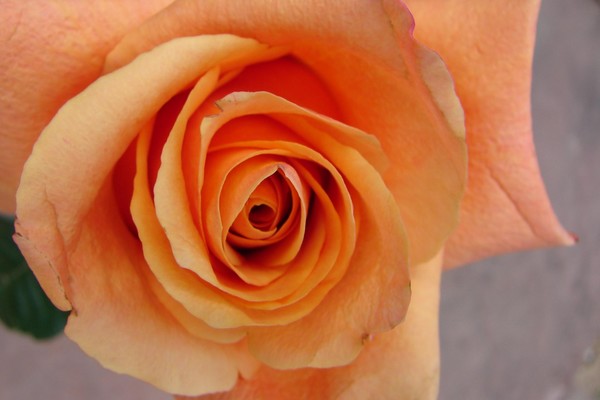 Naked Rose
