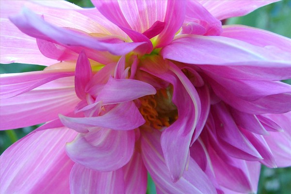 Sexy Dahlia