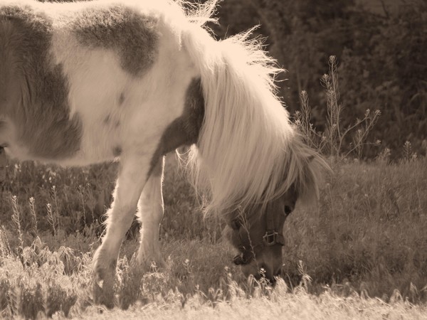Little Horse