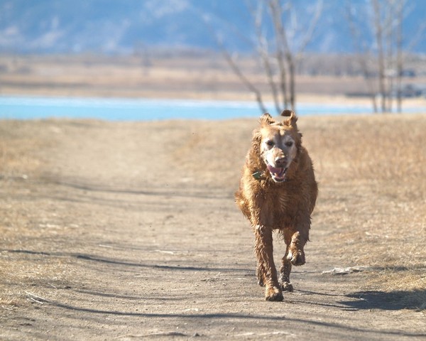 One Happy Dog