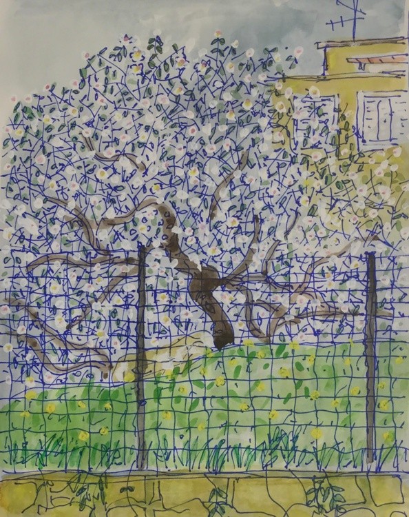 urban almond tree