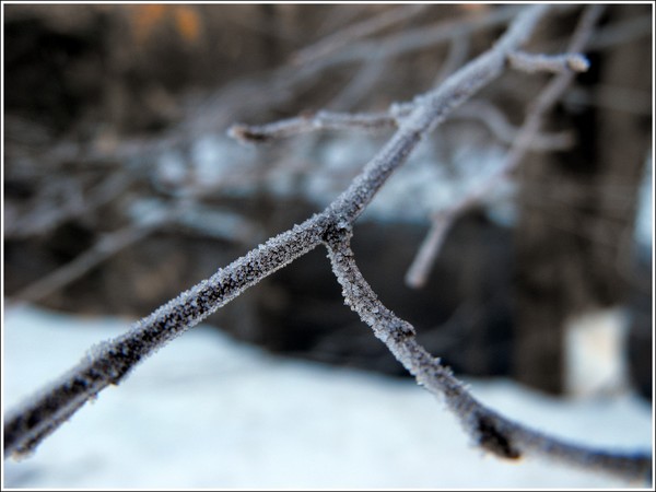 Frosty Branch