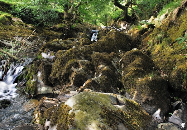 MOSS ON THE ROCKS