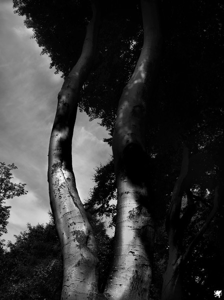 BEECH TREES IN SHADOW