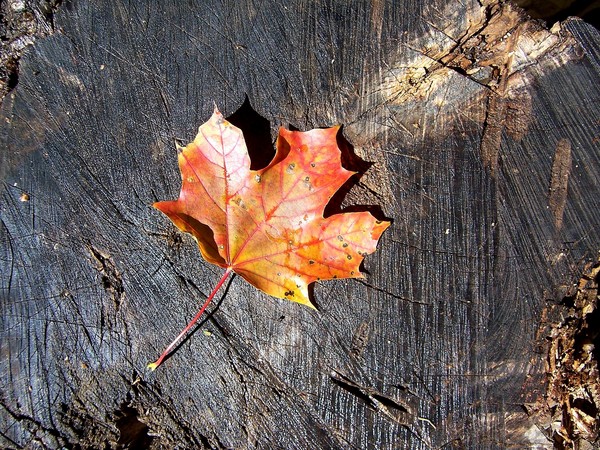 The Leaf
